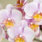 Kolibri Company | Plantenset Valentijn Gradience Pink | Ro, Verzenden, Nieuw