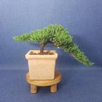 Jeneverbes bonsai (Juniperus) - Hoogte (boom): 12 cm -, Antiek en Kunst, Kunst | Schilderijen | Klassiek