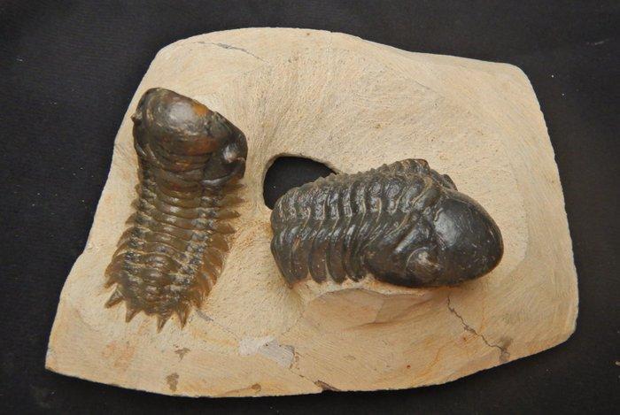 Trilobiet - Fossiel skelet - Crotalocephalus gibbus &, Verzamelen, Mineralen en Fossielen