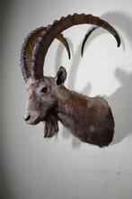 Siberian Ibex - adult male - Taxidermie schoudermontage -, Nieuw