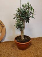 Olijf bonsai (Olea europaea) - Hoogte (boom): 42 cm - Diepte