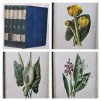 F. Edward Hulme - Familiar Wild Flowers (with 200 Coloured