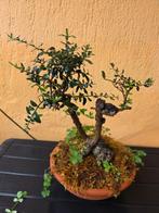 Olivastro - Hoogte (boom): 0 mm - Diepte (boom): 0 mm -