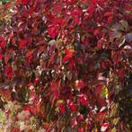 Parthenocissus quinquefolia Engelmanni - 60-80 cm, Tuin en Terras, Ophalen of Verzenden