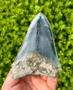 Megalodon - Fossiele tand - 12 cm - 8 cm, Verzamelen, Mineralen en Fossielen