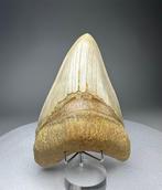 Megalodon - Fossiele tand - 12 cm - 8 cm, Verzamelen
