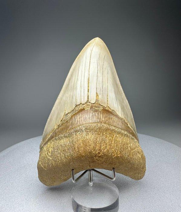 Megalodon - Fossiele tand - 12 cm - 8 cm, Verzamelen, Mineralen en Fossielen