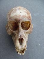 Baviaan Schedel - Papio anubis - with proof of legal origin, Verzamelen, Nieuw