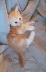 Te koop twee maincoon katers met stamboom