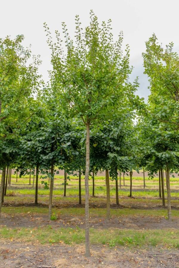 Prunus domestica Opal hoogstam 14/16, Tuin en Terras, Planten | Tuinplanten