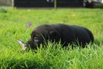Labrador pups  , ouders met stamboom HD ED vrij ,ECVO vrij, Meerdere, 8 tot 15 weken, Meerdere dieren, Parvo