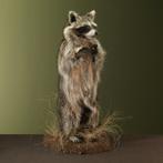 Wasbeer Taxidermie Opgezette Dieren By Max, Verzamelen, Dierenverzamelingen, Ophalen of Verzenden, Nieuw, Wild dier, Opgezet dier