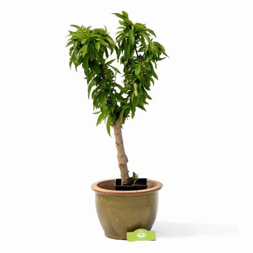 Mini nectarine, Tuin en Terras, Planten | Fruitbomen, Volle zon, Verzenden