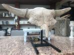 Bizon - Fossiele schedel - Bison priscus - 46 cm - 92 cm, Verzamelen