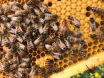 Bevruchte/onbevruchte Buckfast koninginnen - Hoog hygiënisch, Dieren en Toebehoren, Insecten en Spinnen, Bijen