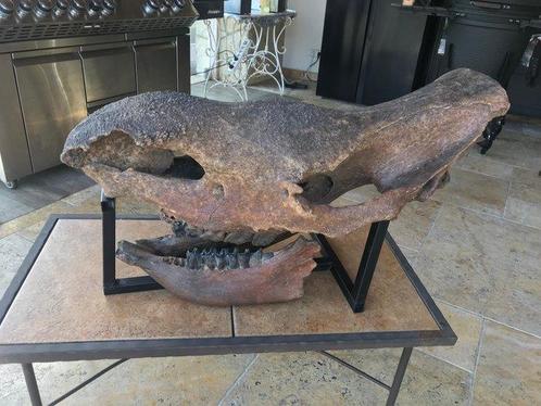 Wolharige neushoorn - Fossiele schedel - coelodonta, Verzamelen, Mineralen en Fossielen