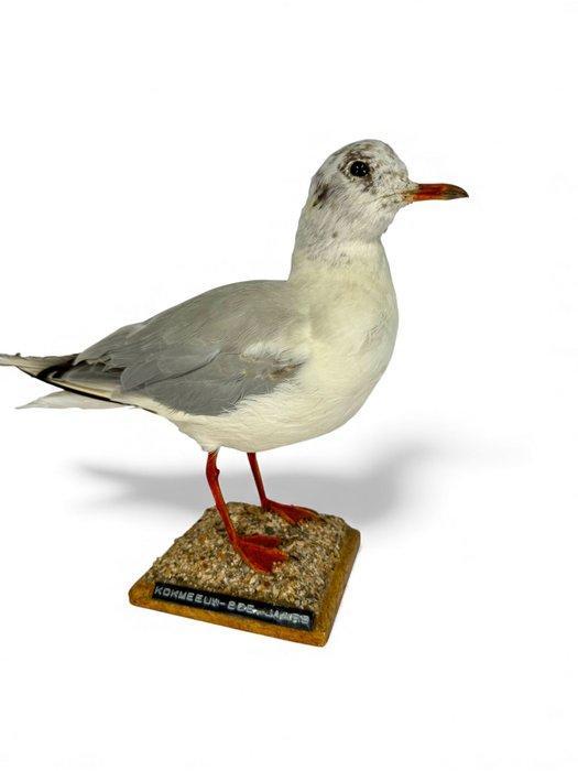 Zwarte-wenkmeeuw - jongvolwassene Taxidermie volledige, Verzamelen, Dierenverzamelingen