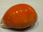 Zeeslak Schelpdier - Cypraea Aurantium (Zonder Minimumprijs), Antiek en Kunst
