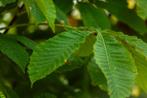 Aesculus pavia hoogstam, Tuin en Terras, Planten | Tuinplanten
