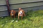 Old English Bulldog pups! | Mogen mee! | Hartelijk Welkom., Parvo, Nederland, 8 tot 15 weken, Bulldog