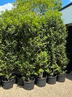 Restpartijen Haagplanten (Laurier) in pot gekweekt, Tuin en Terras, Planten | Struiken en Hagen, Ophalen, Laurier, Haag, 100 tot 250 cm