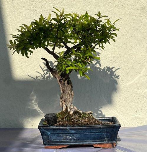Dwerg granaatappel bonsai (Punica granatum) - Hoogte (boom):, Antiek en Kunst, Curiosa en Brocante
