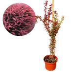 Berberis thunbergii Rose Glow + Pot 17cm, Verzenden