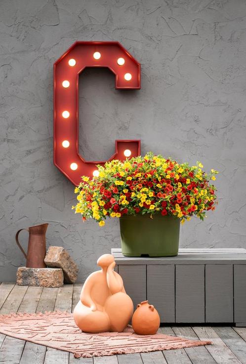 Calibrachoa Mixmaster - Firework / 30cm hangpot, Tuin en Terras, Planten | Tuinplanten, Ophalen of Verzenden