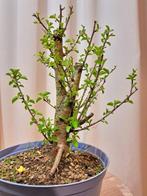 prunus mahaleb bonsai vol prachtige bloemen - Hoogte (boom):