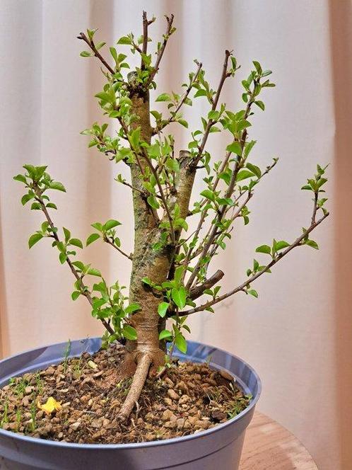prunus mahaleb bonsai vol prachtige bloemen - Hoogte (boom):, Antiek en Kunst, Curiosa en Brocante