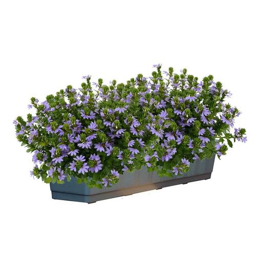 Scaevola - Blauw / Balkonbak 40 cm, Tuin en Terras, Planten | Tuinplanten, Ophalen of Verzenden