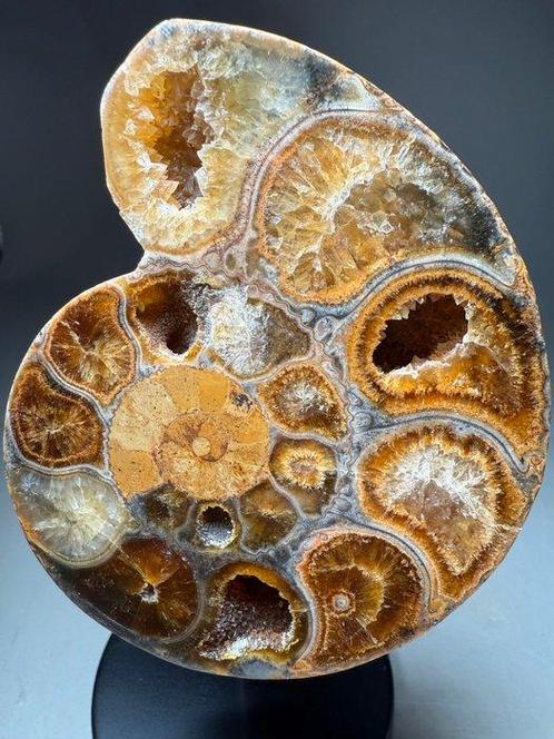 Ammoniet - Gefossiliseerde schelp - Desmoceras latidorsatum, Verzamelen, Mineralen en Fossielen