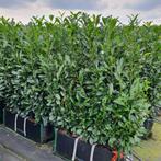 Laurierhaag - Prunus laurocerasus Elly - Hoogte: 160-180 c, Ophalen of Verzenden