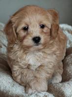 Leuke Gezelschapshondjes., Nederland, Parvo, Overige rassen, 8 tot 15 weken