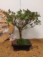 Azalea bonsai (Rhododendron) - Hoogte (boom): 27 cm - Diepte