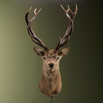 Edelhert Taxidermie Opgezette Dieren By Max beschikbaar voor biedingen