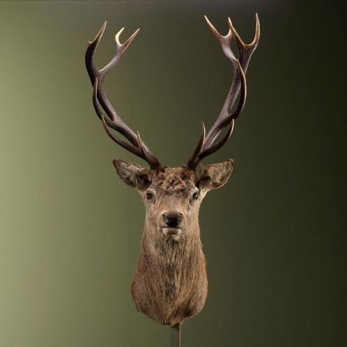 Edelhert Taxidermie Opgezette Dieren By Max, Verzamelen, Dierenverzamelingen, Opgezet dier, Nieuw, Wild dier, Ophalen of Verzenden