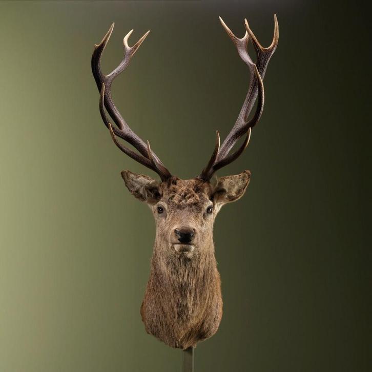 Edelhert Taxidermie Opgezette Dieren By Max, Verzamelen, Dierenverzamelingen, Opgezet dier, Nieuw, Wild dier, Ophalen of Verzenden