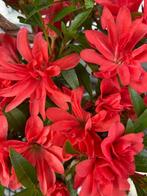 Azalea Saran - Hoogte (boom): 37 cm - Diepte (boom): 28 cm -