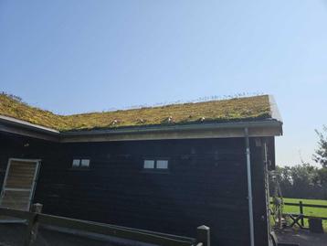 B-KEUZE | Sedum Cassette | Per stuk | 50x50x9cm - 50x50x9 cm beschikbaar voor biedingen