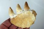 Mosasaurus - Gefossiliseerde kaak - Leiodon anceps - 80 mm -, Verzamelen, Mineralen en Fossielen