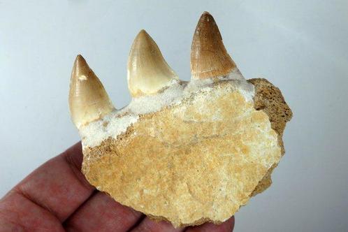 Mosasaurus - Gefossiliseerde kaak - Leiodon anceps - 80 mm -, Verzamelen, Mineralen en Fossielen