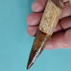 Dinosaurus - Fossiele tand - Spinosaurus aegyptiacus - 105