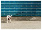 Roberto Cavalli (1971) - Somewhere, In New York City / dog
