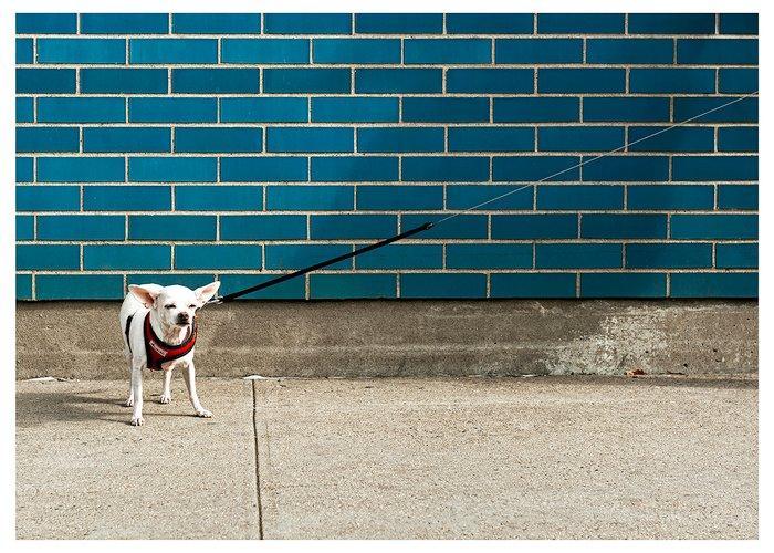 Roberto Cavalli (1971) - Somewhere, In New York City / dog, Antiek en Kunst, Kunst | Designobjecten