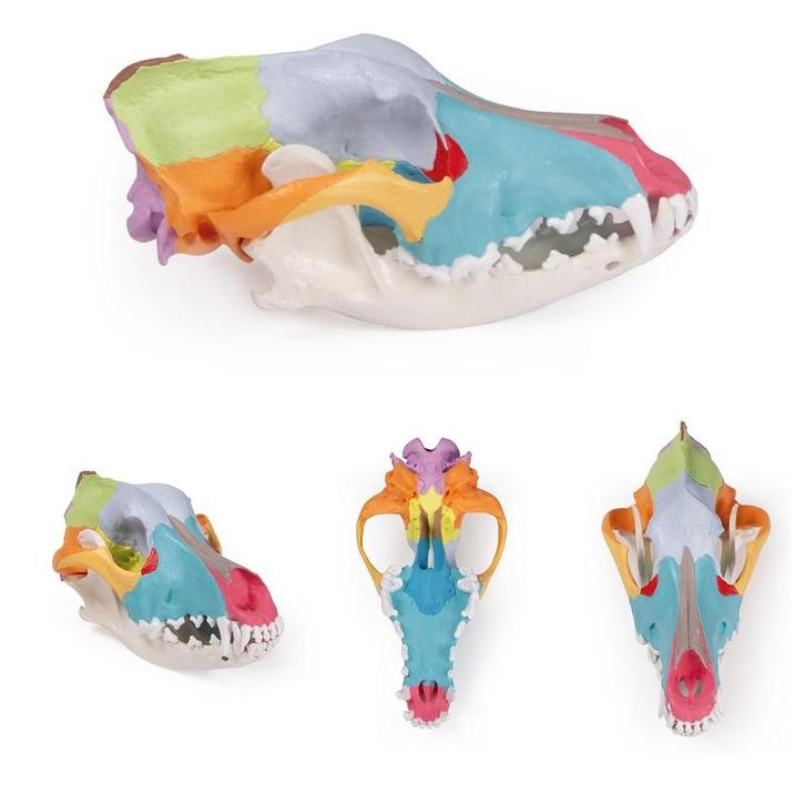 Anatomie model schedel hond, Sport en Fitness, Massageproducten