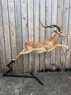 Antilope Taxidermie volledige montage - Aepyceros melampus -, Verzamelen, Dierenverzamelingen, Nieuw