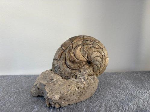 Nautiloidea - Fossiel skelet - Aturia - 13 cm - 16 cm, Verzamelen, Mineralen en Fossielen