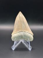 Haai - Fossiele tand - Isurus Hastalis - 6.3 cm - 5 cm