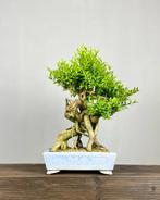 Palmboompje bonsai (Buxus sempervirens) - Hoogte (boom): 50